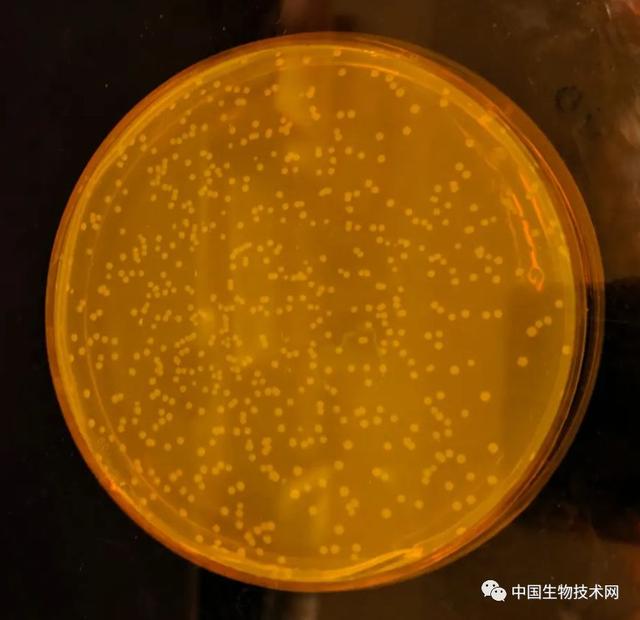 Nature重磅！第一个完全合成且彻底改变DNA密码的生物诞生了