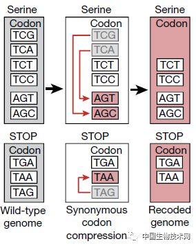 Nature重磅！第一个完全合成且彻底改变DNA密码的生物诞生了
