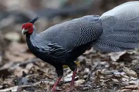 什么鸟？广州市鸟和广东省鸟，据说9成人都答错！本土动物你认识几个？图片