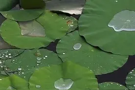 【古诗里的夏天】小荷才露尖尖角，早有蜻蜓立上头图片