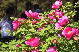 《新华视点》一朵花“香”了一座城视频封面