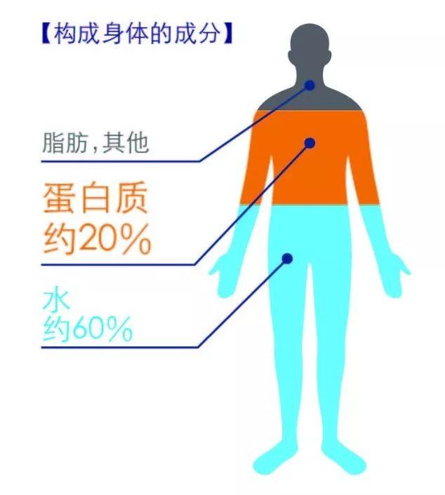 amino VITAL宠粉指南丨专业级运动氨基酸，“奆奆大福利”等你来抢