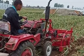 又快又好还免费！大蒜收获机解贫困户燃眉之急图片
