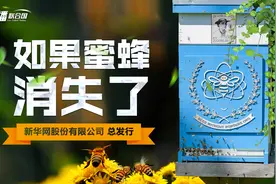 《直播联合国》丨如果蜜蜂消失了视频封面