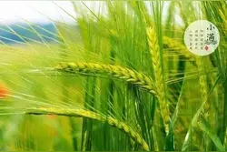 人文齐鲁｜“小满食苦一夏不苦”,今日小满你吃苦菜没图片