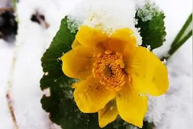 小满节气，黑龙江凤凰山降雪超15厘米视频封面