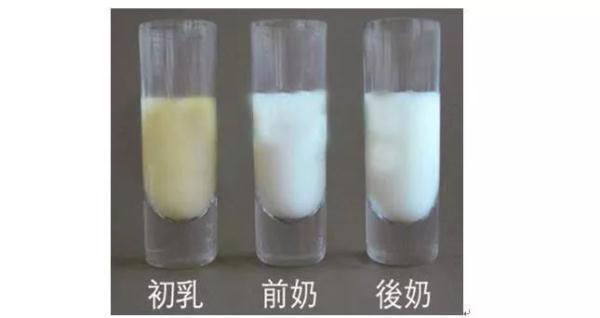 牛初乳有什么的功效与作用（什么是初乳你知道吗它到底有多神奇呢）