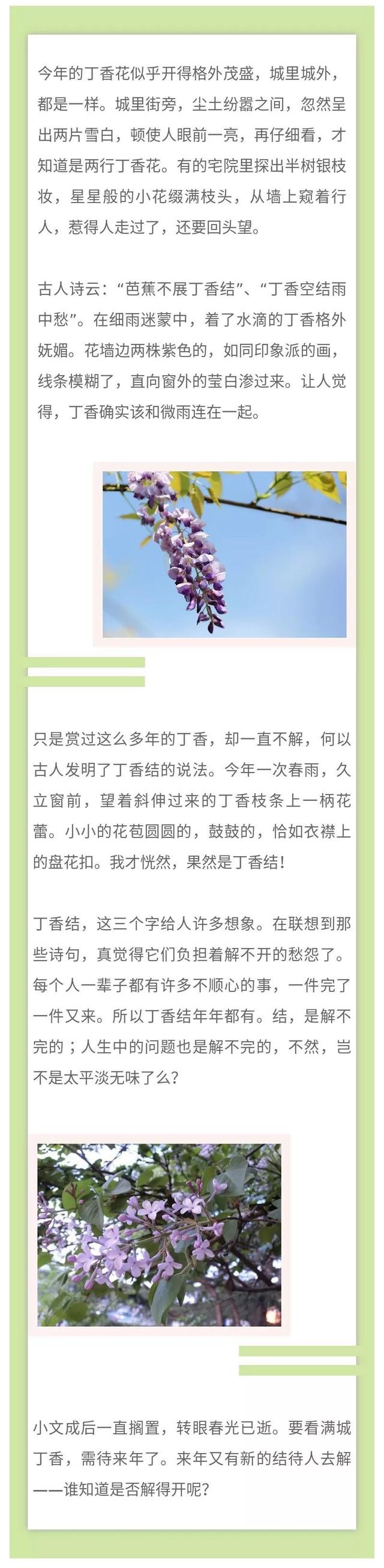 夜读 | 丁香结