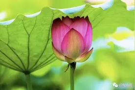 “莲湖社区”没有莲花？塘厦的荷花海原来隐藏在这里图片
