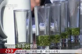 六安瓜片的冲泡很繁琐，茶园主人亲自冲泡，极品茶叶泡完色泽清亮