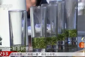 六安瓜片的冲泡很繁琐，茶园主人亲自冲泡，极品茶叶泡完色泽清亮视频封面