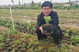 厉害了！青岛小伙售出两万三千株猕猴桃苗，收入60余万图片