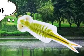 成都东湖公园发现存活超2亿年物种！比恐龙年纪大、长得挺漂亮图片