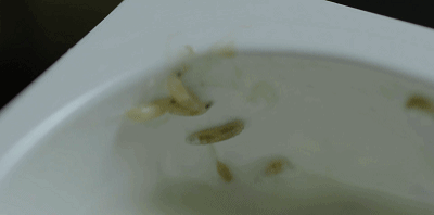 「提醒」最新！“酱油生虫”科研成果出炉，真相来了！