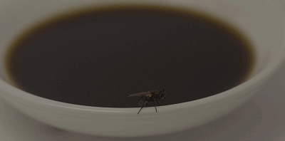 「提醒」最新！“酱油生虫”科研成果出炉，真相来了！