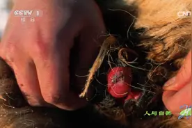 北极熊敏感且脆弱，环境污染对它们造成严重影响，性别开始变化视频封面