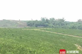 自贡贡井打造“万亩橘海” 诚邀“小业主”入驻园区变“大赢家”视频封面