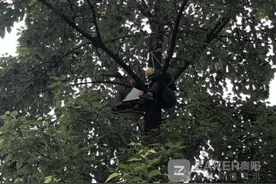 惊险！养蜂人被蛰晕在 10 米高树叉上，幸好消防队员救援及时图片