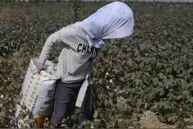 青蕉拍客丨坚强！新疆女孩患尿毒症 白天摘棉花夜晚宾馆打工挣钱换肾视频封面