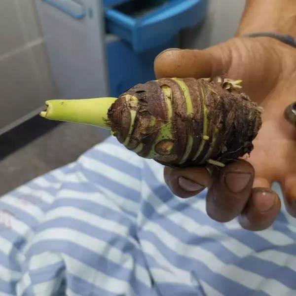 海芋是什么植物,阳明山观海芋 - 冷思维