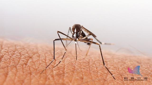 鍚冪敎椋熴€佸枬鍟ら厭銆丱鍨嬭鏄撴嫑铓婂瓙锛熻繖绡囨枃绔犲叏璁叉槑鐧戒簡