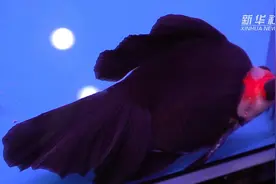 鱼尾如蝶尾？金鱼也绚烂！视频封面