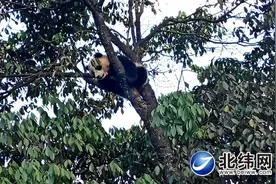 一只野生大熊猫幼崽现身宝兴县灵关镇图片