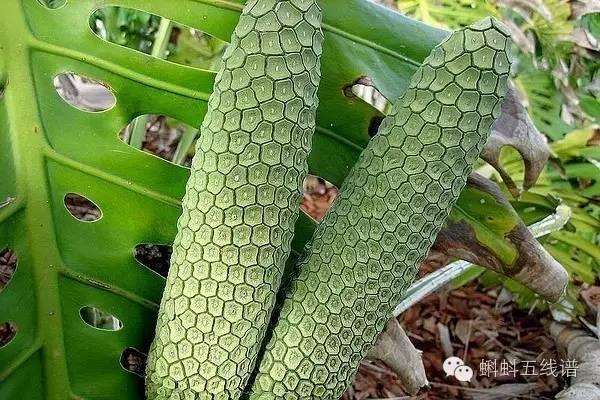 「荐读」世界10大坑人黑暗水果，最后一种你可能还吃过…