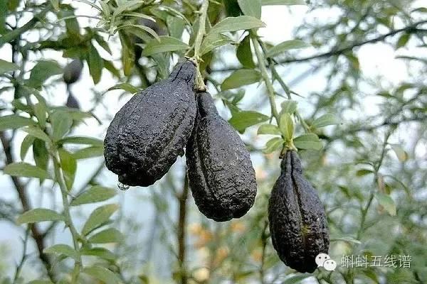 「荐读」世界10大坑人黑暗水果，最后一种你可能还吃过…