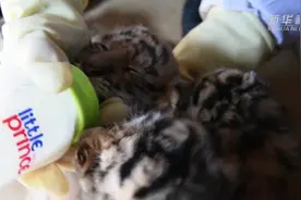 萌虎宝宝抢奶喝视频封面
