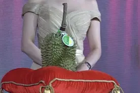 33万元！今年的泰国榴莲之王长这样图片