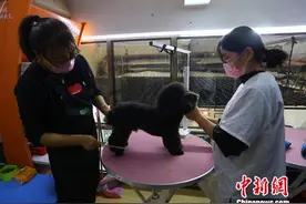 宠物美容师的日常：给小狗“洗剪吹”一只狗要花1个多小时图片