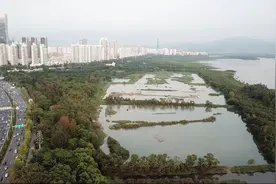 《新华纵横》湿地就在城中央——珠三角重塑人与自然和谐共生图景（成品）视频封面