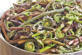 想换个野菜口味？东北薇菜大量上市了图片
