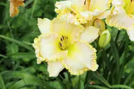 萱草忘忧日日长，杭州虎跑萱草展端午节正式开展图片