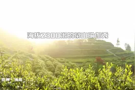 贵州纳雍：海拔2300米的茶山瑜伽秀视频封面