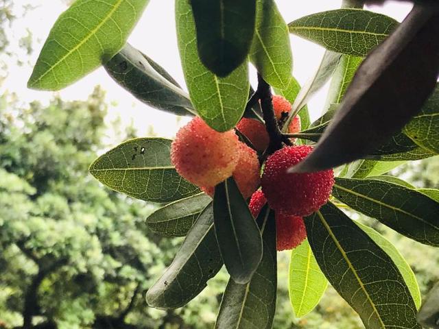 慈溪杨梅, 慈溪杨梅仙子的故事(慈溪的杨梅快要熟了) | 铭江百科网