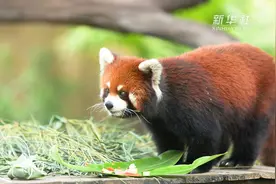 萌萌哒！动物们也过端午吃粽子！视频封面