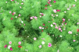 福建花海公园：初夏，我们相约看菊花视频封面