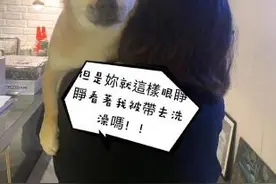 陈乔恩晒自制爱宠表情包 福酱被迫洗澡生无可恋图片