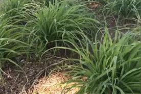 为什么采摘黄花要在凌晨12点？大同农民：价值更高