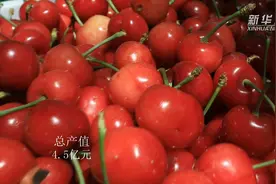 山东沂源：樱桃小镇喜获丰收视频封面