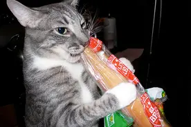 猫咪竟然更爱吃面包？其实它们是对酵母味道很着迷图片