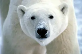 野外遇见北极熊躺下认怂能脱险吗？专家：请勿自误图片