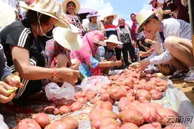 6月15日寻甸洋芋文化旅游美食节等你来图片