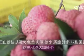 百果争鸣|广西灵山：“中国荔枝之乡”视频封面