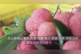 百果争鸣|广西灵山：“中国荔枝之乡”视频封面