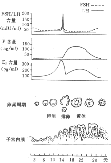 第二节 女性生殖