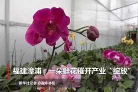 福建漳浦：一朵鲜花催开产业“绽放”视频封面