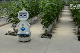 5G农业机器人巡检大棚啦视频封面